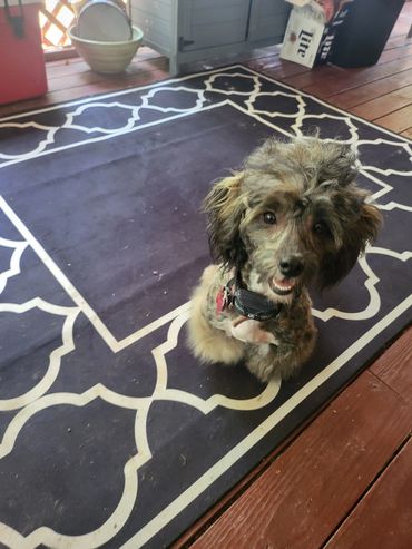 Adorable fluffy dog sitting on a patterned rug, looking up with big eyes and a happy expression.
