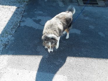 A fluffy dog on a leash walking on an asphalt surface in sunlight.