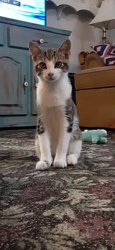 A curious tabby and white cat sitting on a patterned carpet indoors.