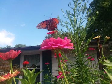 A butterfly hovers above vibrant pink flowers in a garden with a house in the background.