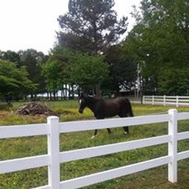 A black horse stands behind a white fence in a green, wooded area.