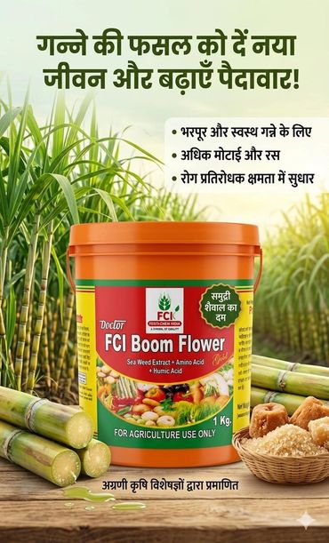एफसीआई बूम फ्लावर से गन्ने की फसल में वृद्धि और रोग प्रतिरोधक क्षमता बढ़ाएं।