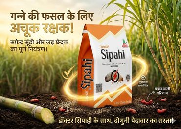 डॉक्टर सिपाही कीटनाशक गन्ने की फसल के कीट नियंत्रण में प्रभावी।