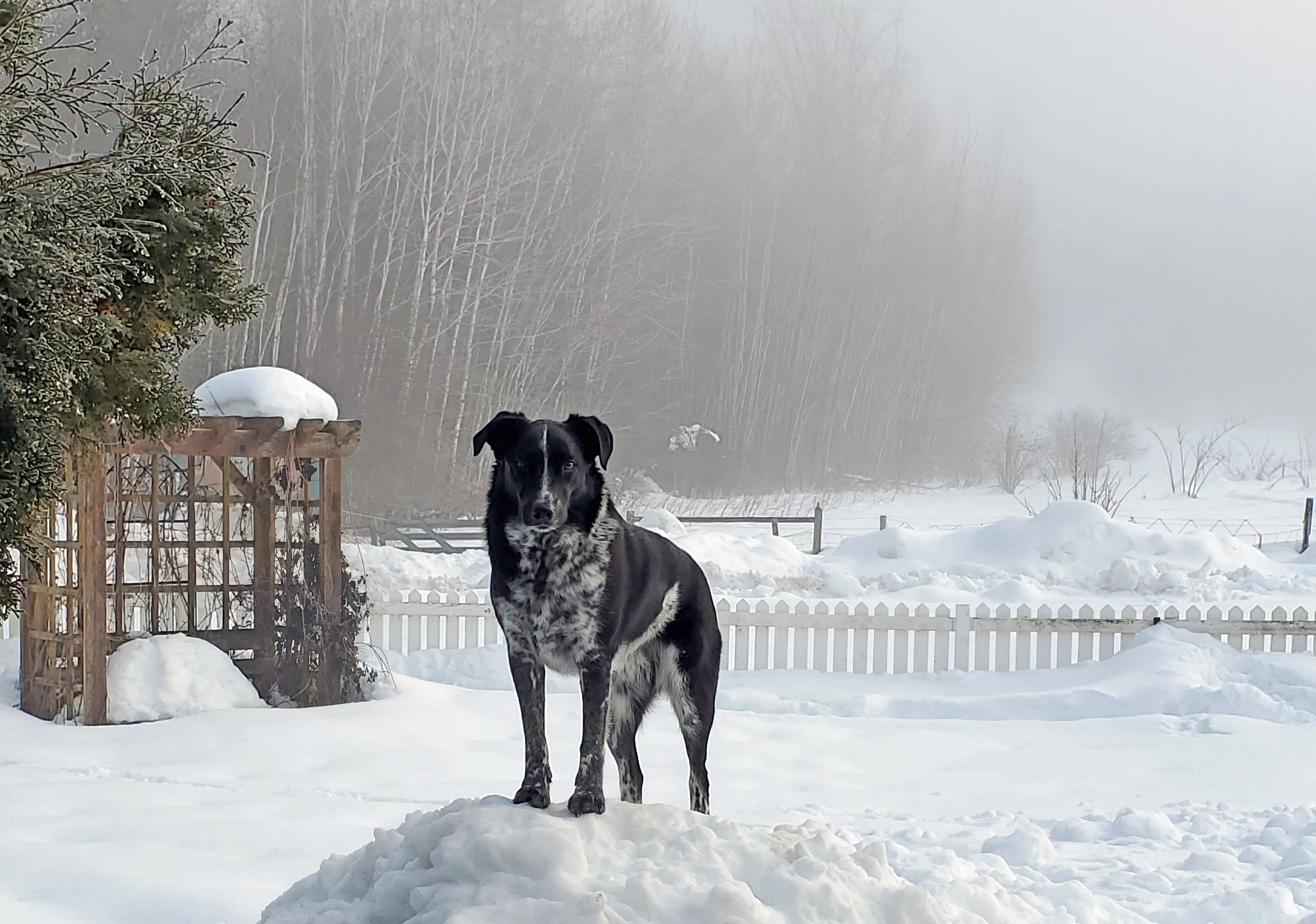 Black and white dog standing on snow in a foggy winter landscape.