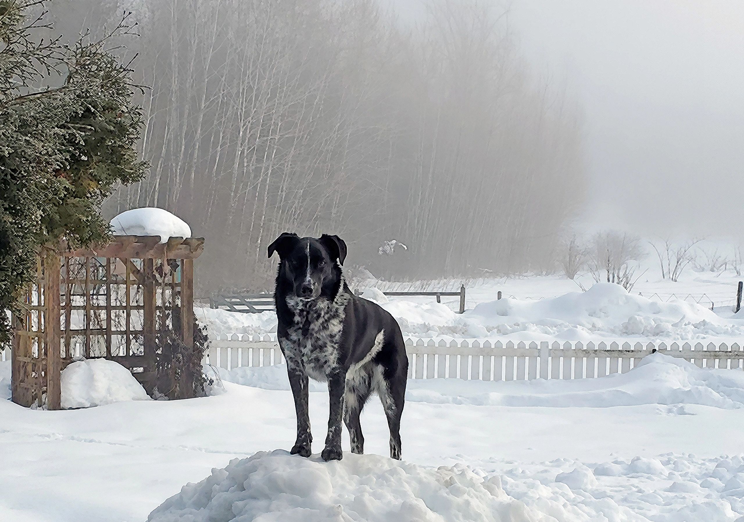 Black and white dog standing on snow.