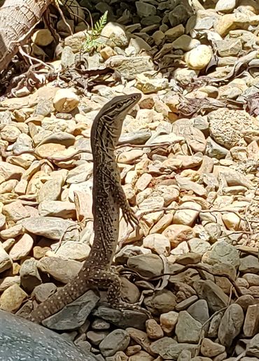 In the front garden at Hidden Gem Holiday Let, accommodation South Mission Beach