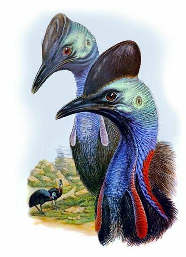 Cassowary on the Cassowary Coast, South Mission Beach