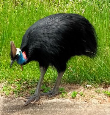 Our friendly neighbours at South Mission Beach, holiday accommodation