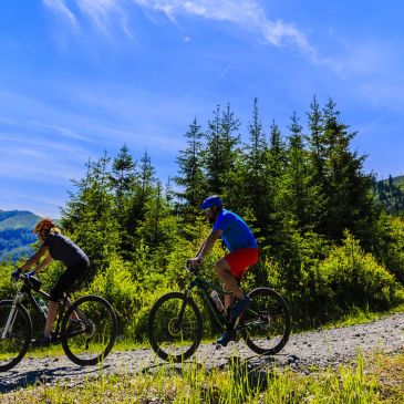 Two people biking on a sunny forest trail.
