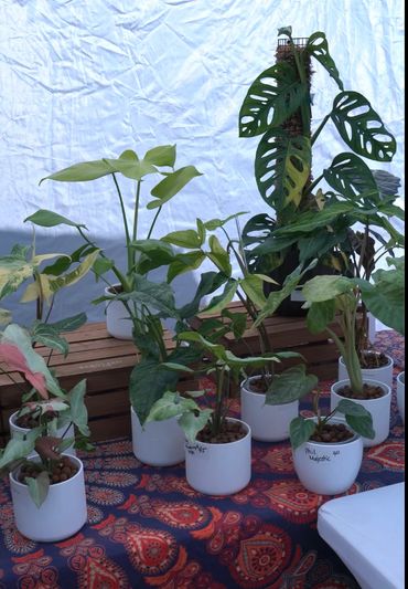 Various potted plants displayed on a colorful patterned cloth under a white backdrop.