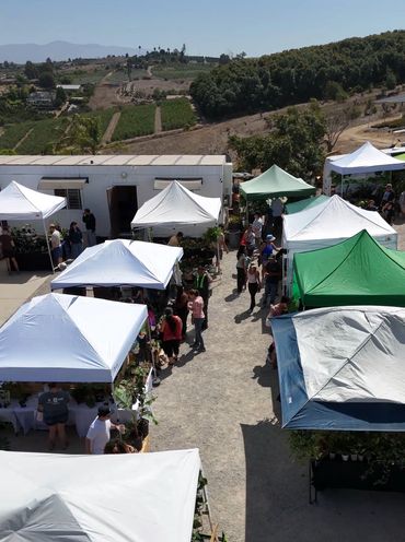 Outdoor market with tents and people browsing plants on a sunny day.