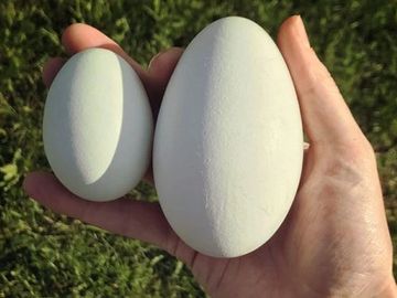 chicken and goose egg size comparison