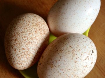 farm fresh turkey eggs