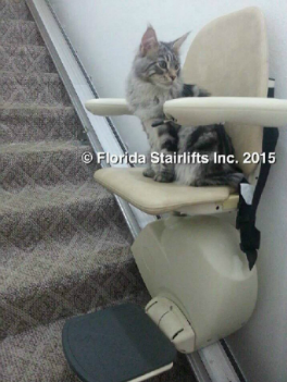 Maine Coon cat riding stair lift