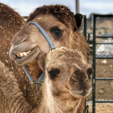 smiling camels