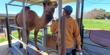 a keeper handling a camel for an a physical examination.