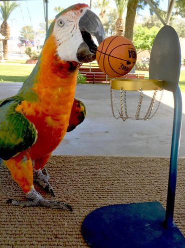 Squeak the Catalina Macaw playing basketball