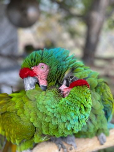 Rudy and Conrad ages 25 and 78 often join us on exhibit at fairs.
