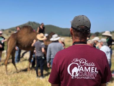 Gil overseeing guests walking among the herd of camels in their pasture