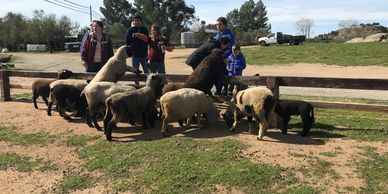 keeper giving guests a tour while guests feed the sheep
