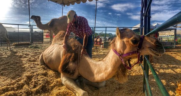 Dairy owner Gil Riegler  brushing a reclining camel