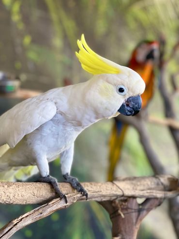 Koalabi is a medium sulphur crested cockatoo and the smartest bird I know.
