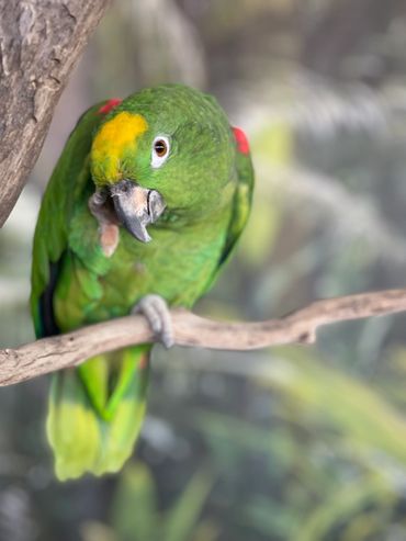 Lola, the yellow crowned amazon parrot