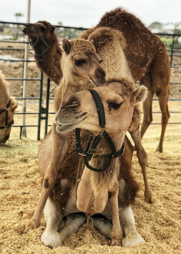 baby and mother camel cuddling