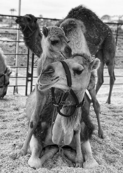 mom and baby camel cuddling