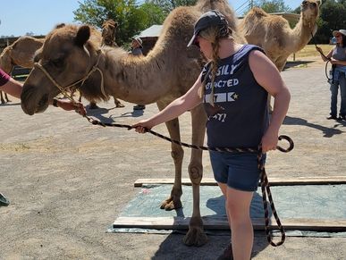 camel camp participant walking a camel through an easy obstacle course