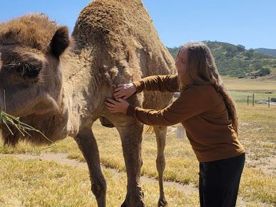 woman learing to recognize where lymph glands are on a camel.
