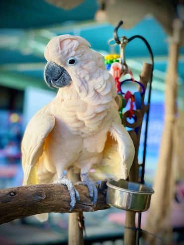 Rio is a moluccan cockatoo and a lively addition to our exhibit at fairs and our tours at the Dairy