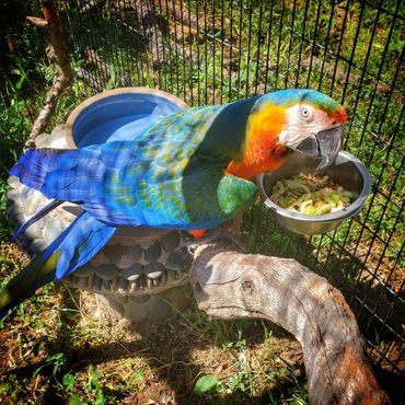 Squeak enjoying some sunshine at home in the aviary