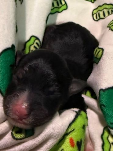 Black Tri Female- GHERKIN