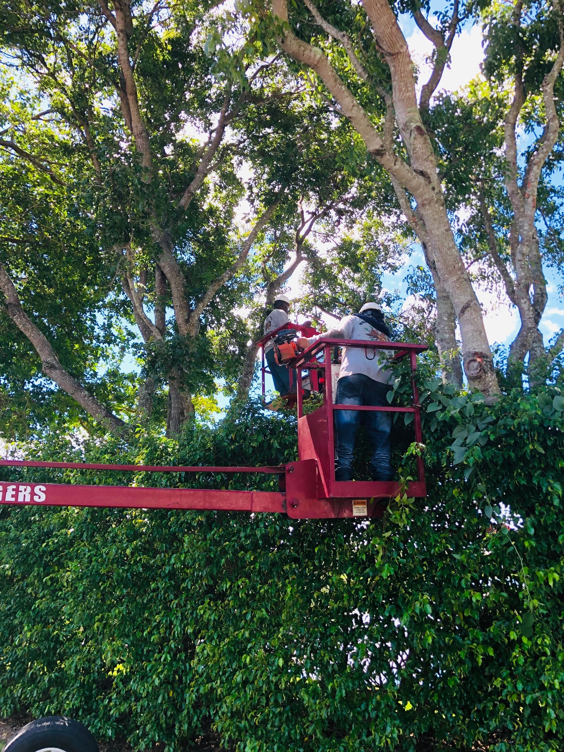 Tree Services