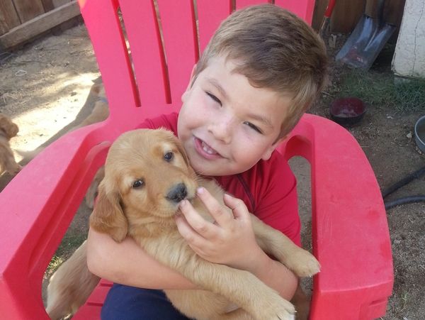 A young boy sitting in a red chair smiling while holding a small Golden Retriever puppy.