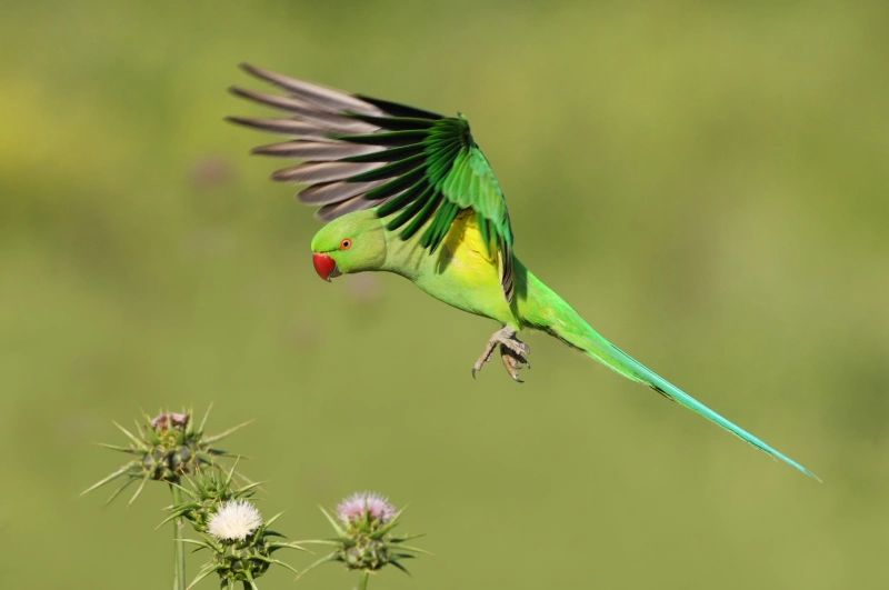 An invasive ring-necked parakeet in Israel. (Doron Hoffman, Society for the Protection of Nature in