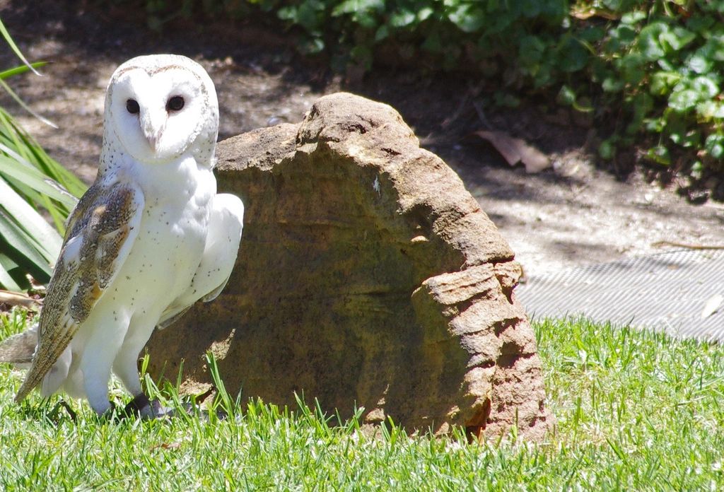 Illustrative photo of a Barn Owl. (photo credit: CC BY-SA paddynapper, Flickr)