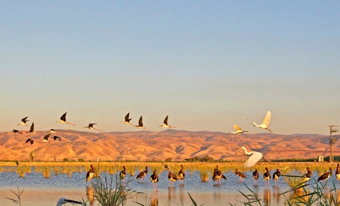 Birds visiting a wetland in Israel (Credit: Society for the Protection of Nature in Israel)