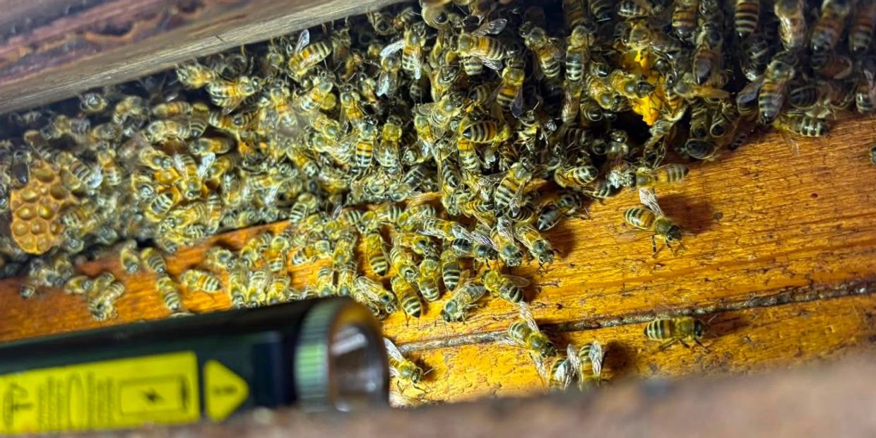 Bees at a house