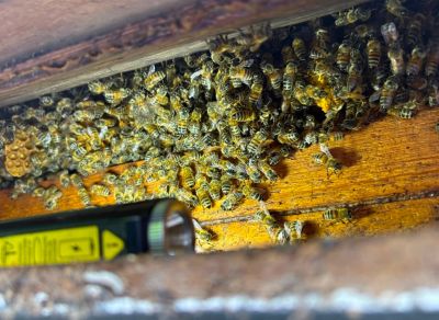 Bee Hive in a house in swindon