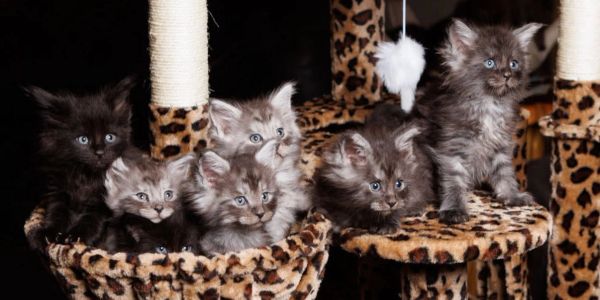 A group of six fluffy kittens with blue eyes on a leopard print cat tree.