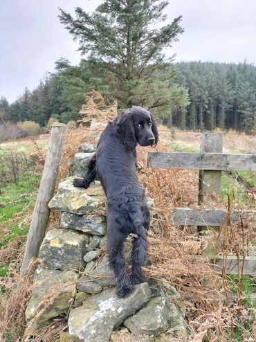 doggy day care near thirsk