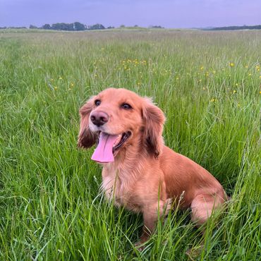 Golden Cocker Spaniel