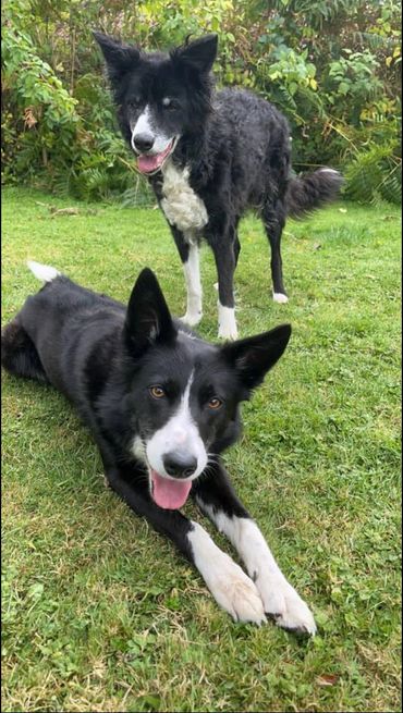 2 border colleys at dog daycare