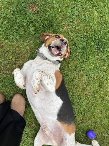 Happy beagle at doggy daycare