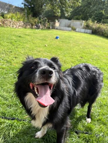 Border colley at dog daycare
