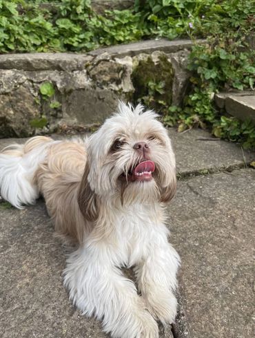 shitzu ar doggy daycare