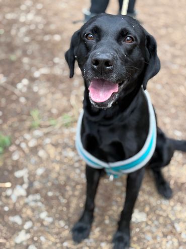 black labrador at dog day care service Thirsk