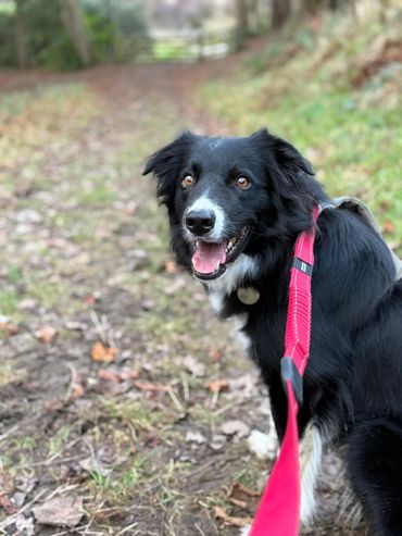 Border colley Doggy day care service